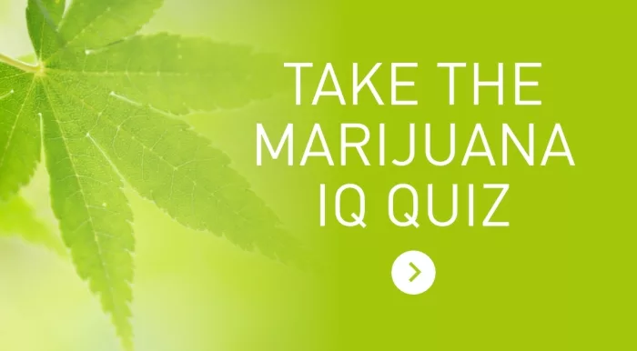 Marijuana quiz