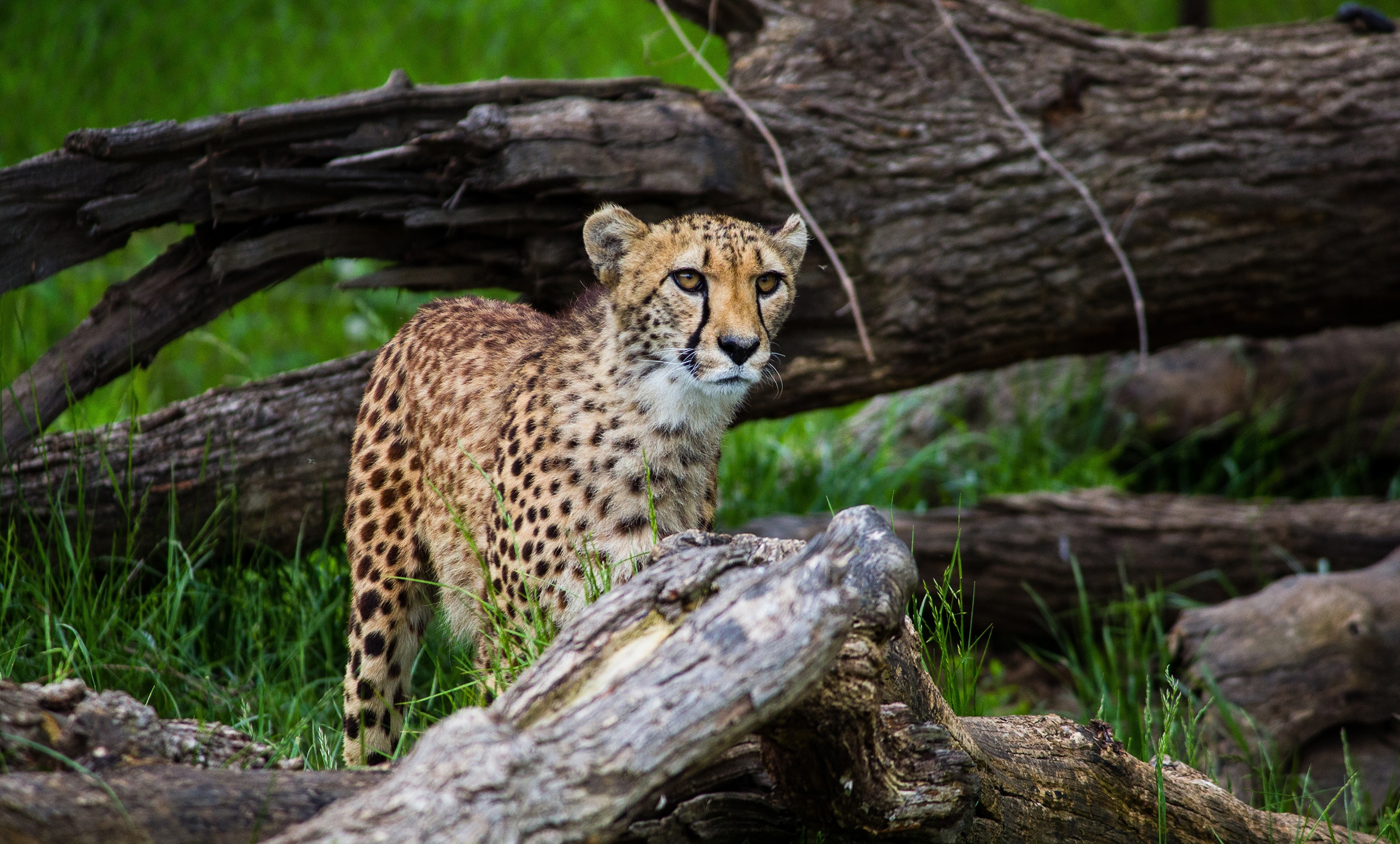 Henry Doorly Zoo & Aquarium