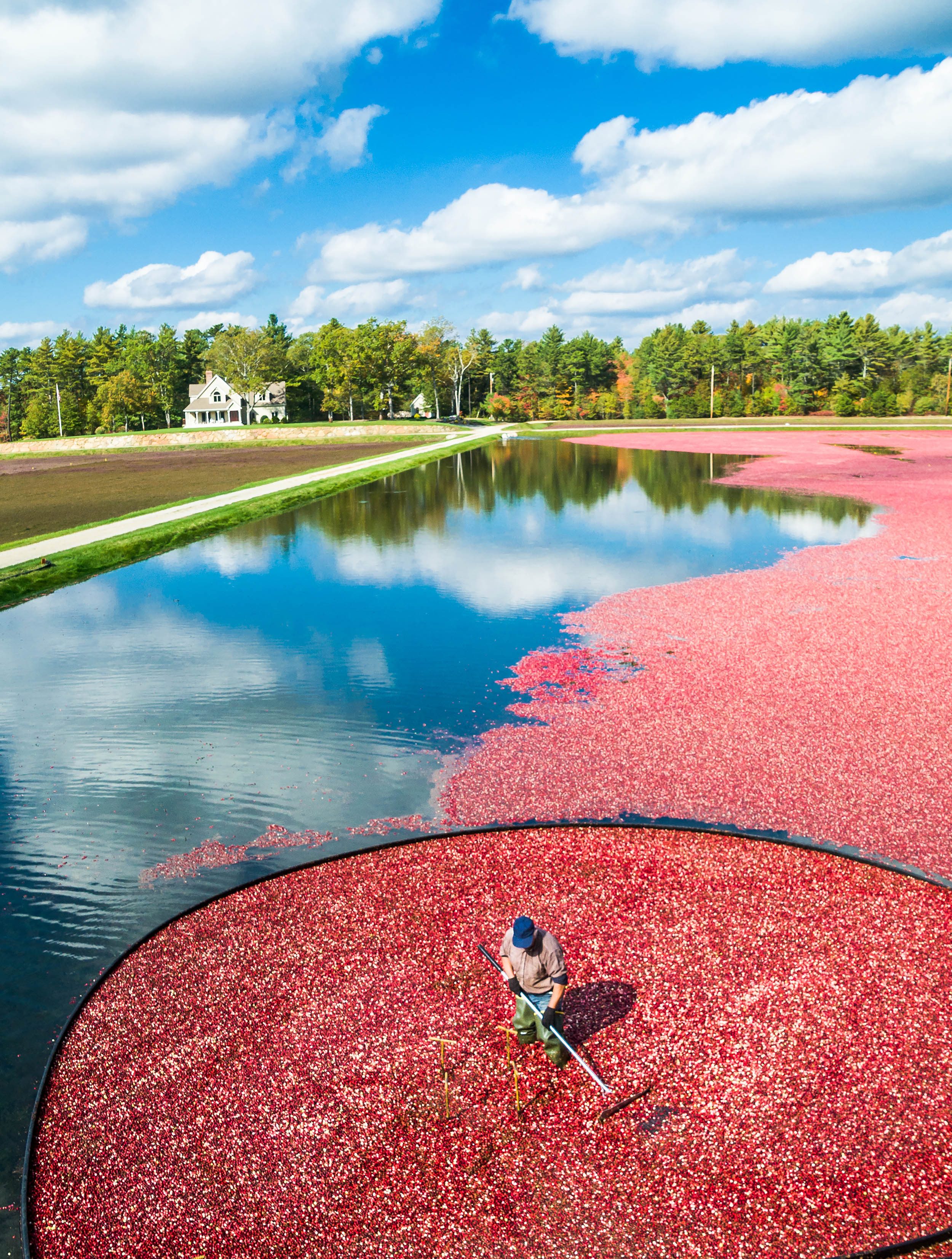 Cranberry Bog Tour