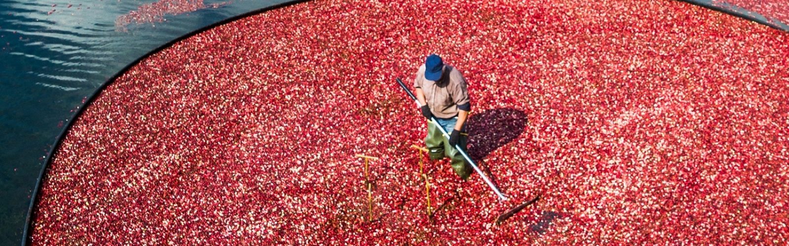 HR Blog Cranberry Bog