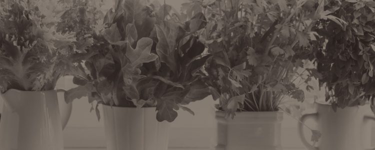 Blog Home Garden