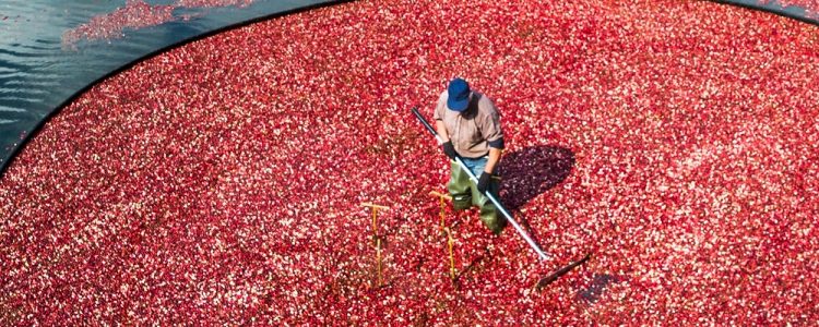 HR Blog Cranberry Bog