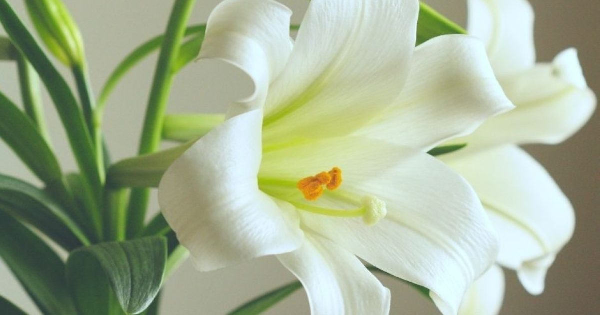 How is the date of Easter determined? Worship Anew